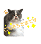 ハチワレエキゾチックにゃのです！（個別スタンプ：10）