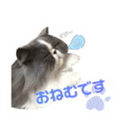 ハチワレエキゾチックにゃのです！（個別スタンプ：11）
