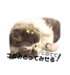 ハチワレエキゾチックにゃのです！（個別スタンプ：15）