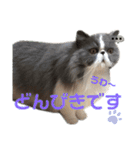 ハチワレエキゾチックにゃのです！（個別スタンプ：17）