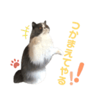 ハチワレエキゾチックにゃのです！（個別スタンプ：20）