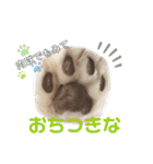 ハチワレエキゾチックにゃのです！（個別スタンプ：21）
