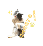 ハチワレエキゾチックにゃのです！（個別スタンプ：22）
