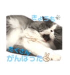 ハチワレエキゾチックにゃのです！（個別スタンプ：24）