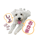 虎ちゃんのスタンプ！（個別スタンプ：3）