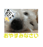 虎ちゃんのスタンプ！（個別スタンプ：8）