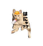 僕、こはくです（個別スタンプ：1）
