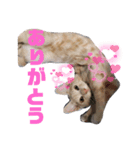 僕、こはくです（個別スタンプ：3）
