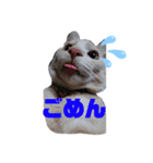 僕、こはくです（個別スタンプ：4）