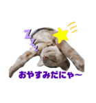 僕、こはくです（個別スタンプ：5）