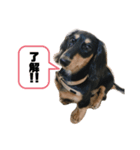 Toramaru.md（個別スタンプ：3）