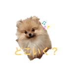 mocoポメ（個別スタンプ：3）