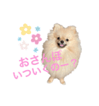 mocoポメ（個別スタンプ：10）