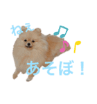 mocoポメ（個別スタンプ：11）