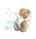 mocoポメ（個別スタンプ：12）