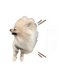 mocoポメ（個別スタンプ：13）