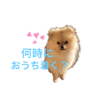 mocoポメ（個別スタンプ：15）