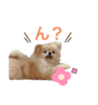 mocoポメ（個別スタンプ：17）