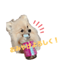 mocoポメ（個別スタンプ：18）