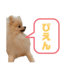 mocoポメ（個別スタンプ：19）