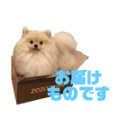 mocoポメ（個別スタンプ：21）