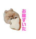 mocoポメ（個別スタンプ：22）