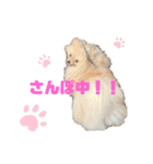 mocoポメ（個別スタンプ：23）