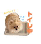 mocoポメ（個別スタンプ：26）