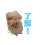 mocoポメ（個別スタンプ：31）