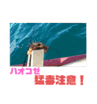釣り日和…（個別スタンプ：14）