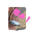 釣り日和…（個別スタンプ：20）