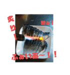 釣り日和…（個別スタンプ：29）