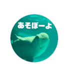 水族館のXmas（個別スタンプ：6）