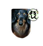 Cherry スタンプ（個別スタンプ：12）