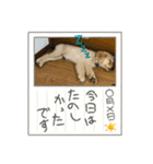 ゴールデンのきなこ②（個別スタンプ：15）