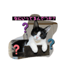 保護猫の月見と太陽（個別スタンプ：1）