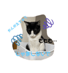 保護猫の月見と太陽（個別スタンプ：2）