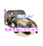 保護猫の月見と太陽（個別スタンプ：3）