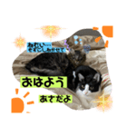 保護猫の月見と太陽（個別スタンプ：6）