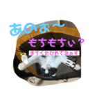 保護猫の月見と太陽（個別スタンプ：8）