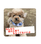Pooh dayo！（個別スタンプ：15）