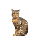 うにとろⅢ（個別スタンプ：2）