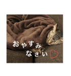 うにとろⅢ（個別スタンプ：4）
