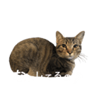 うにとろⅢ（個別スタンプ：5）