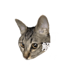 うにとろⅢ（個別スタンプ：6）