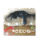 チェッチャンスタンプ（個別スタンプ：6）