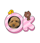 シラキハラチョコ（個別スタンプ：3）