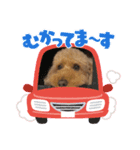 シラキハラチョコ（個別スタンプ：7）