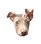 sisiくんのスタンプ ①（個別スタンプ：4）