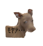 sisiくんのスタンプ ①（個別スタンプ：35）